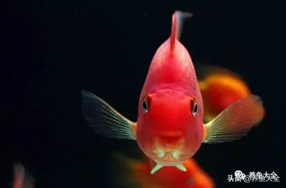 鱼缸下黄粉后多久换水(鱼缸放入黄粉后多久换水)-第7张图片 鱼缸下黄粉后多久换水(鱼缸放入黄粉后多久换水)-第7张图片