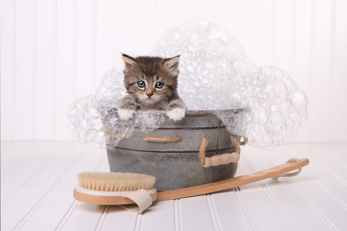 小猫多久洗一次澡(家猫为啥不建议打疫苗)-第2张图片 小猫多久洗一次澡(家猫为啥不建议打疫苗)-第2张图片