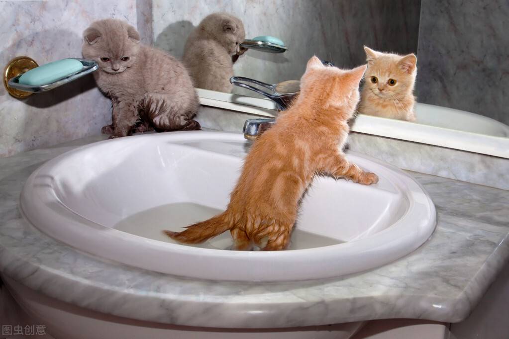 小猫多久洗一次澡(家猫为啥不建议打疫苗)-第6张图片