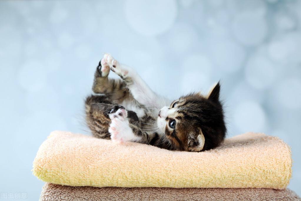 小猫多久洗一次澡(家猫为啥不建议打疫苗)-第4张图片