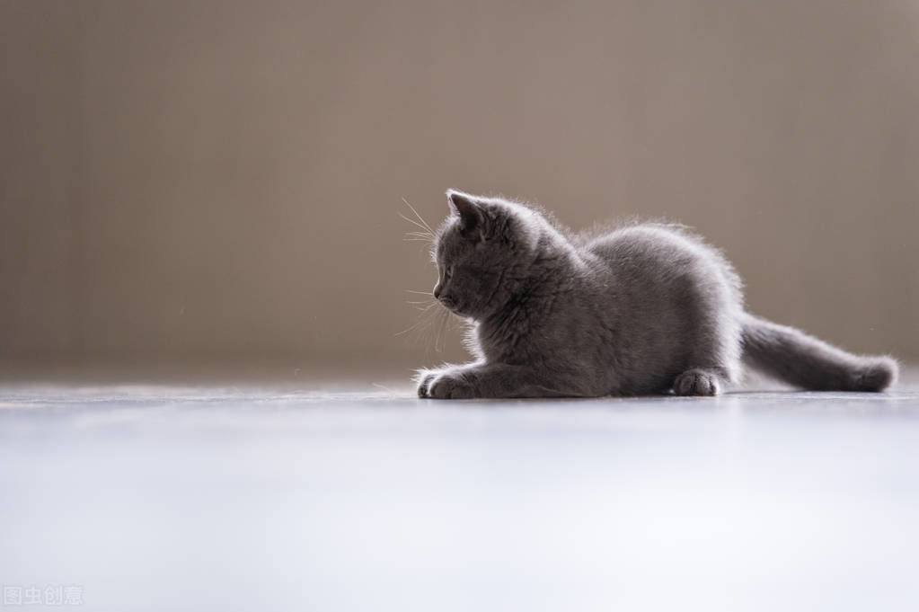 小猫多久洗一次澡(家猫为啥不建议打疫苗)-第7张图片 小猫多久洗一次澡(家猫为啥不建议打疫苗)-第7张图片