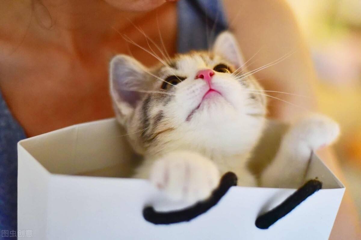 小猫多久洗一次澡(家猫为啥不建议打疫苗)-第9张图片 小猫多久洗一次澡(家猫为啥不建议打疫苗)-第9张图片