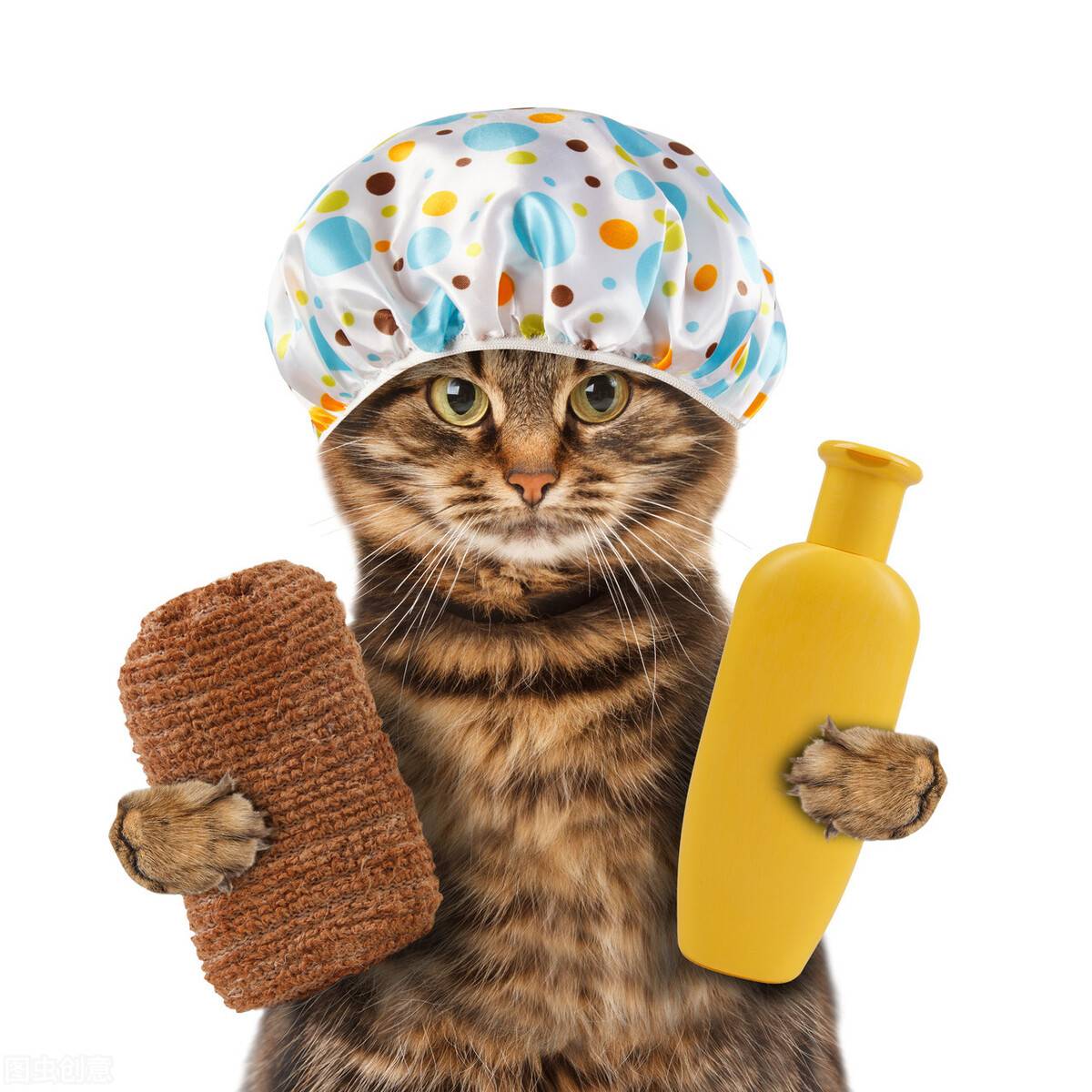 小猫多久洗一次澡(家猫为啥不建议打疫苗)-第11张图片