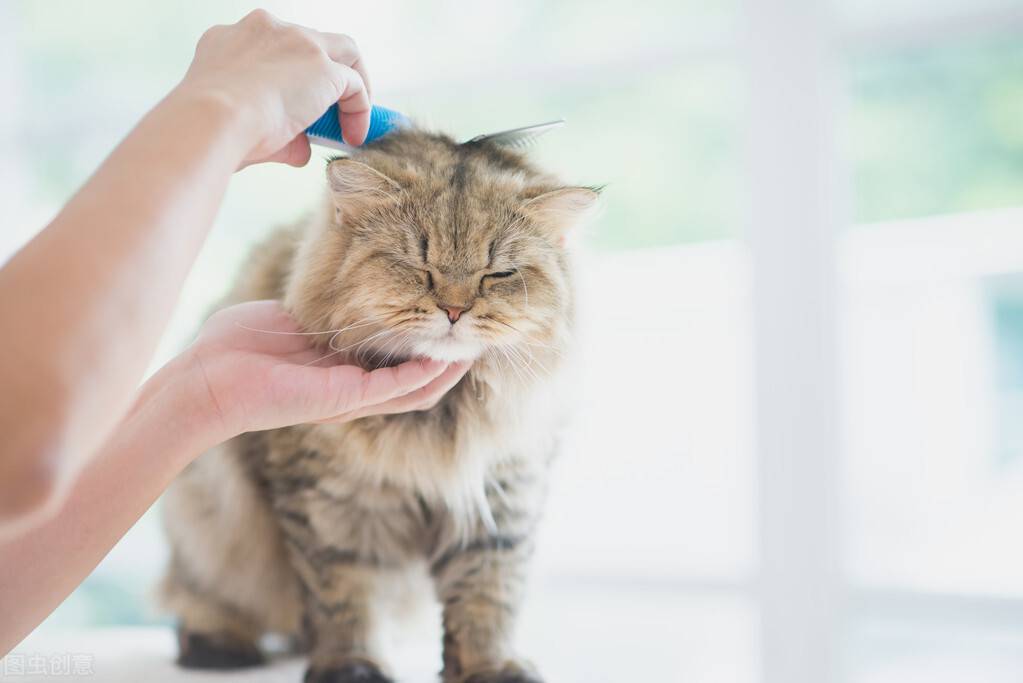 小猫多久洗一次澡(家猫为啥不建议打疫苗)-第10张图片 小猫多久洗一次澡(家猫为啥不建议打疫苗)-第10张图片