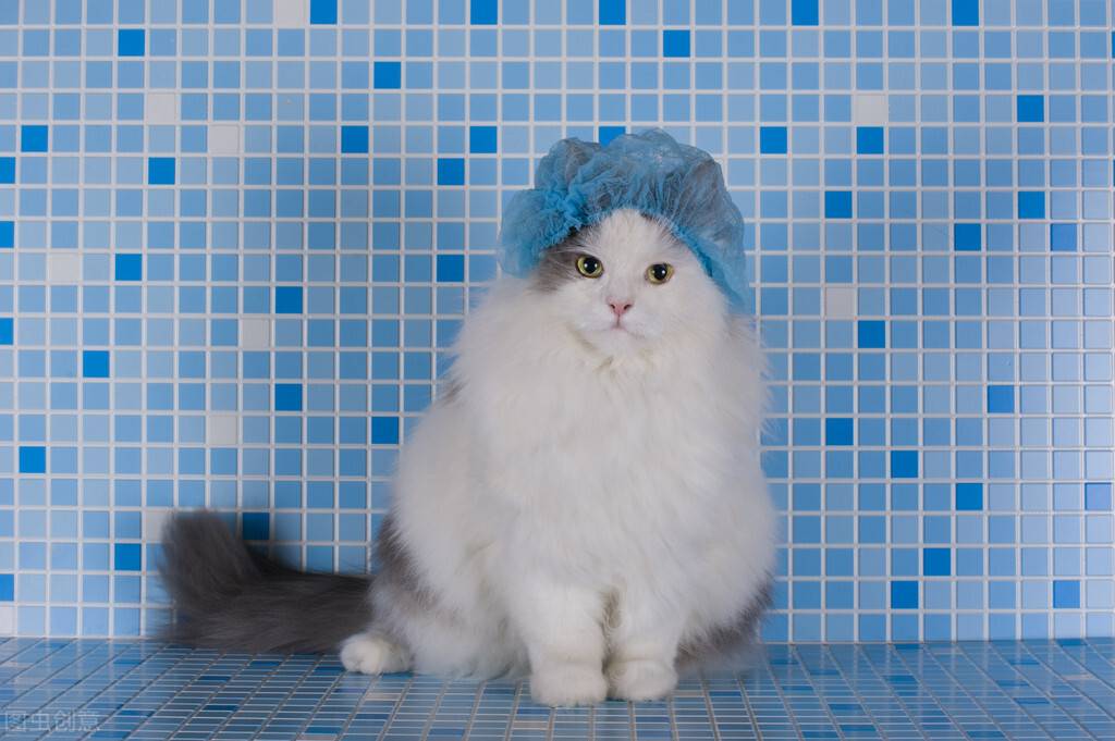 小猫多久洗一次澡(家猫为啥不建议打疫苗)-第12张图片