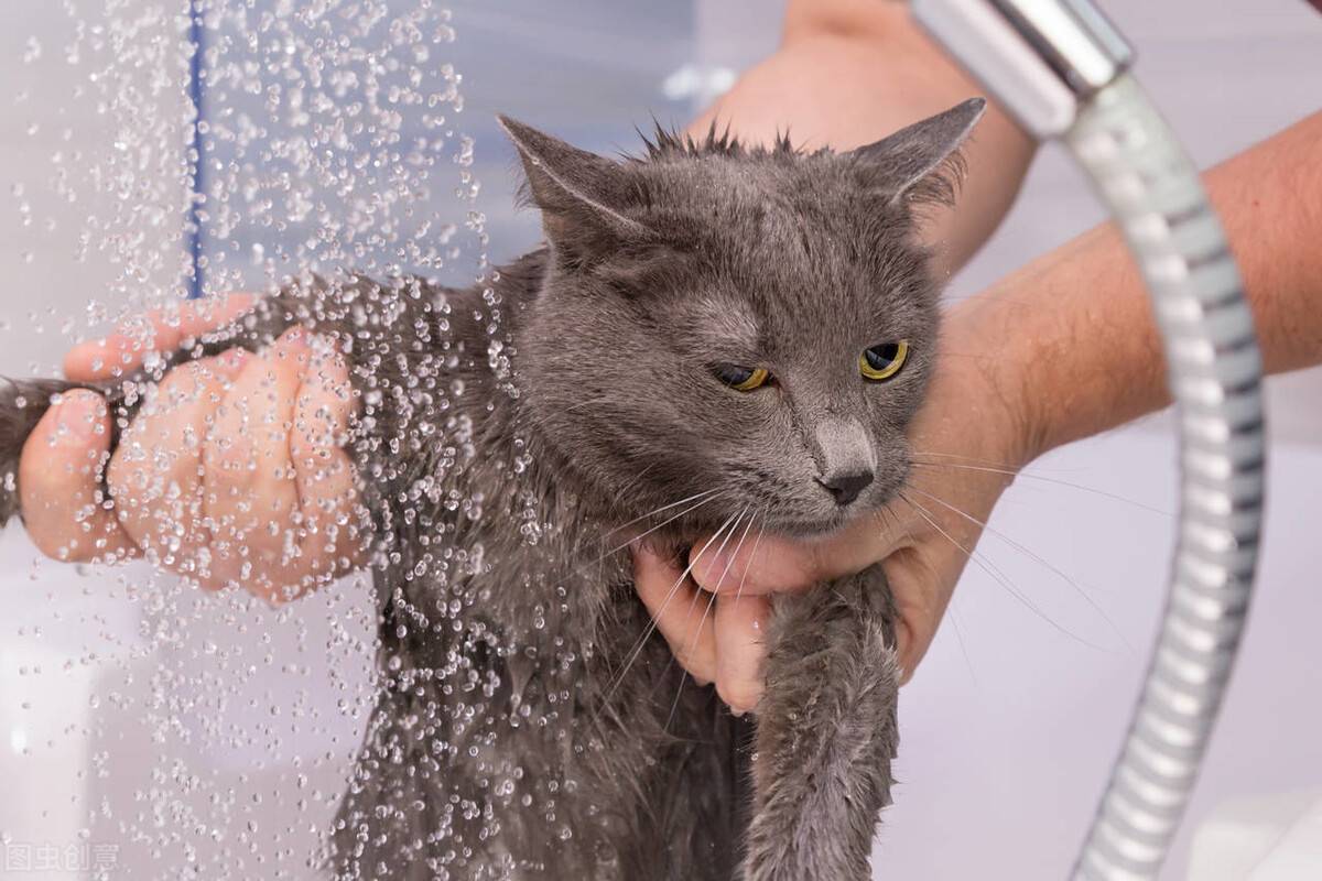 小猫多久洗一次澡(家猫为啥不建议打疫苗)-第13张图片
