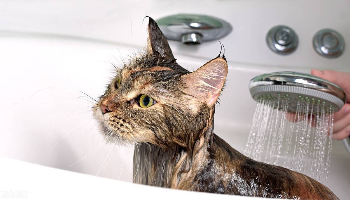 小猫多久洗一次澡(家猫为啥不建议打疫苗)-第14张图片