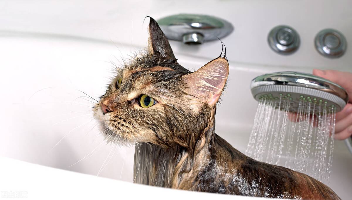 小猫多久洗一次澡(家猫为啥不建议打疫苗)-第14张图片 小猫多久洗一次澡(家猫为啥不建议打疫苗)-第14张图片