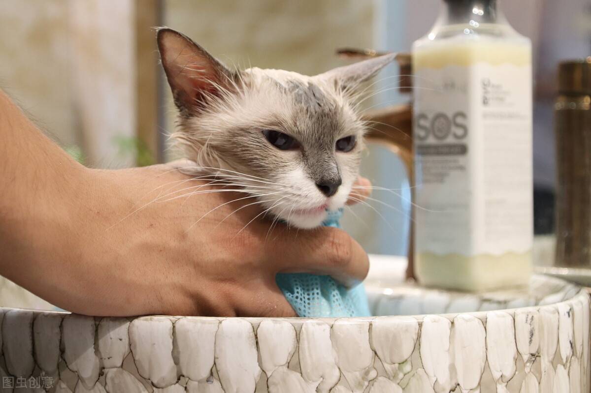 小猫多久洗一次澡(家猫为啥不建议打疫苗)-第15张图片