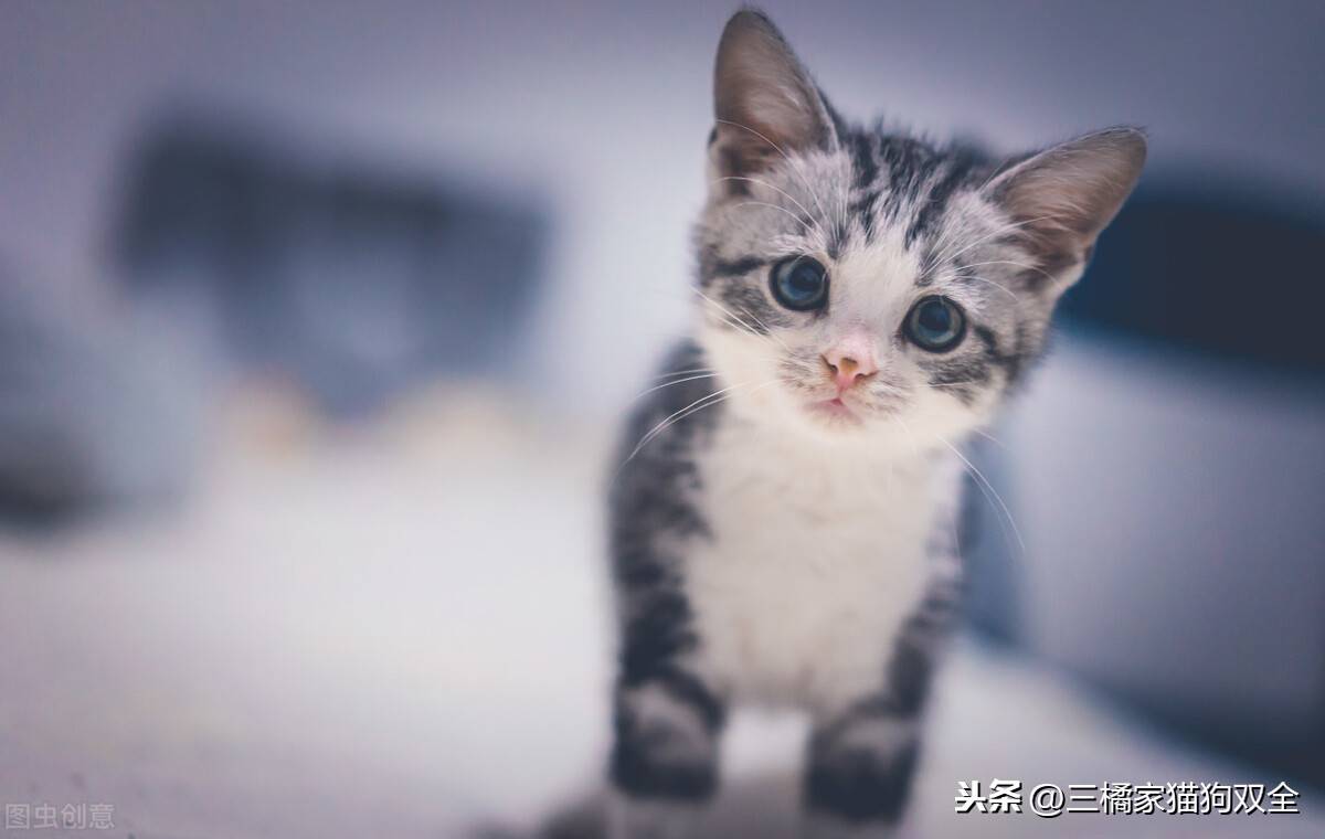 猫三联多久打一次(猫三联打了一针忘了要重新打吗)-第1张图片 猫三联多久打一次(猫三联打了一针忘了要重新打吗)-第1张图片
