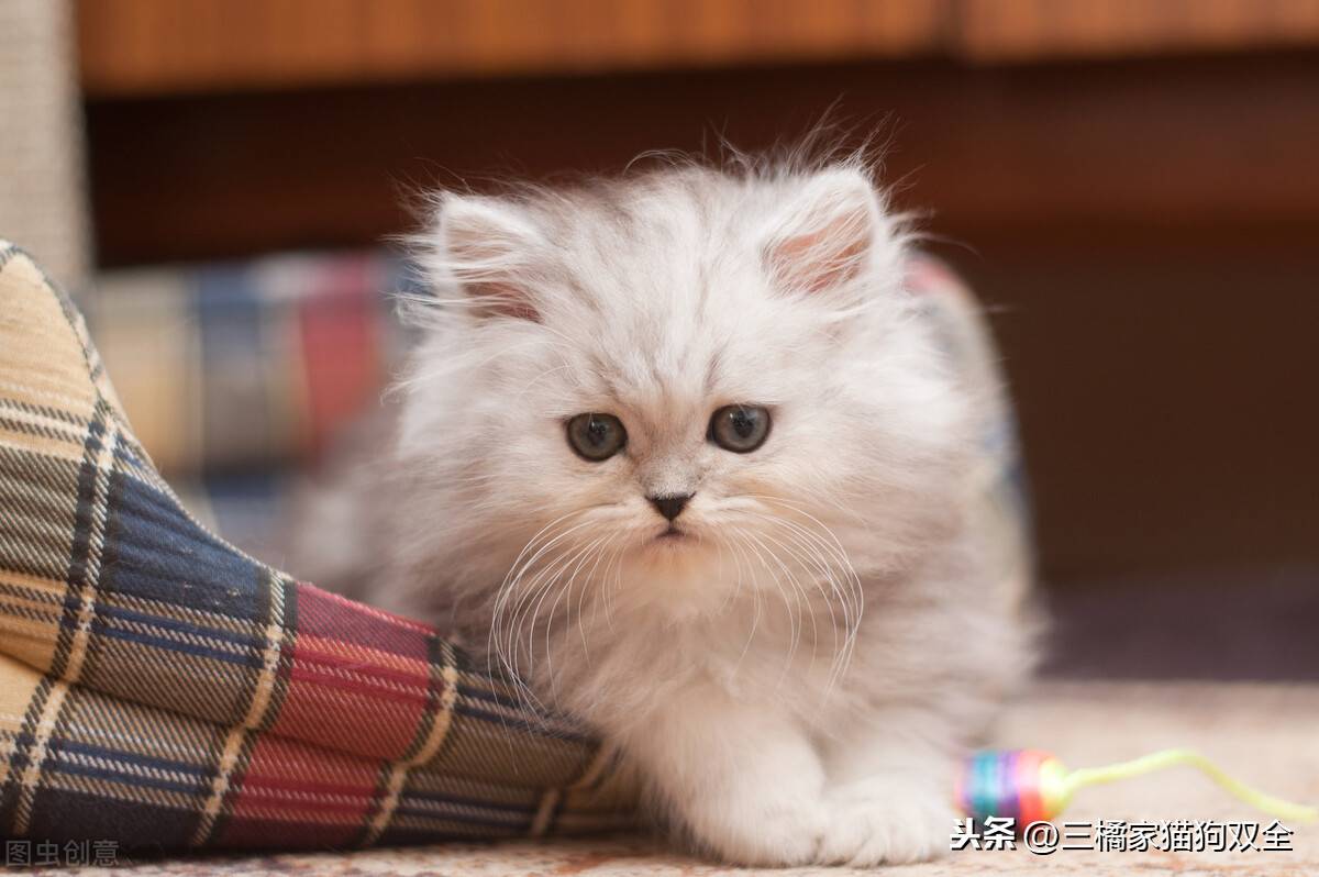 猫三联多久打一次(猫三联打了一针忘了要重新打吗)-第3张图片 猫三联多久打一次(猫三联打了一针忘了要重新打吗)-第3张图片