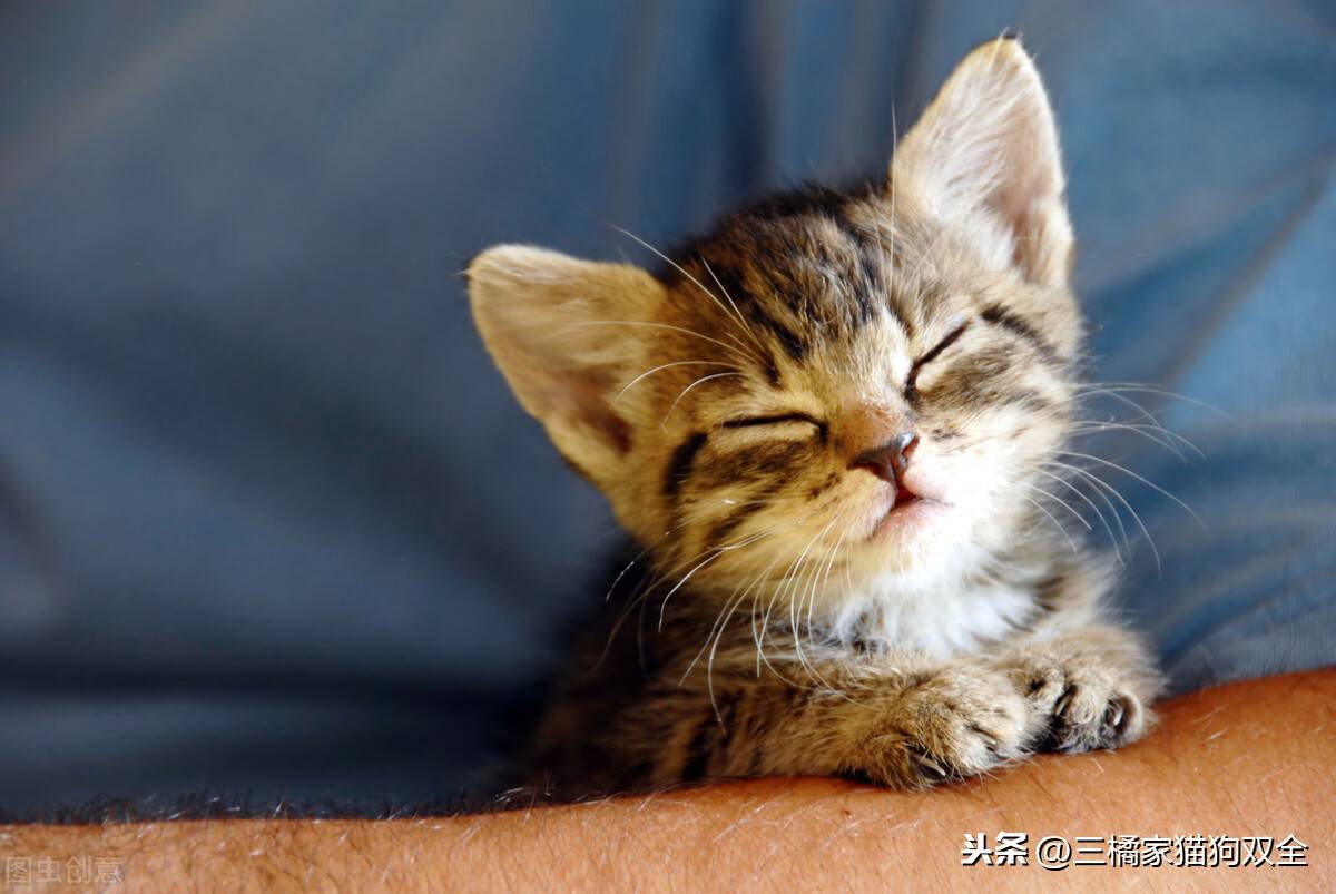猫三联多久打一次(猫三联打了一针忘了要重新打吗)-第2张图片 猫三联多久打一次(猫三联打了一针忘了要重新打吗)-第2张图片