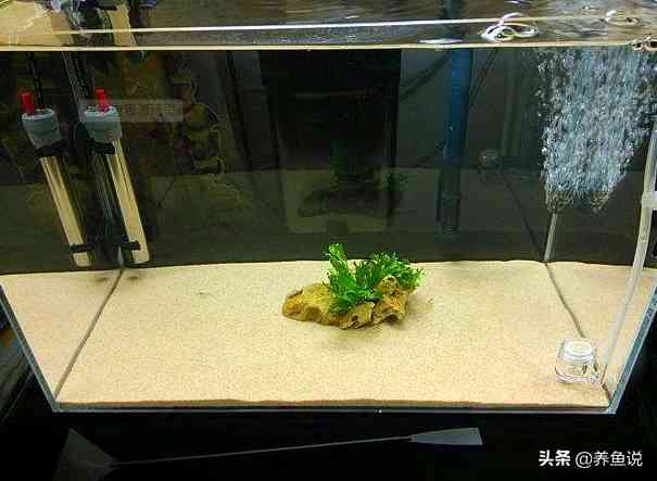 水草泥能用多久(水草泥的作用)-第1张图片 水草泥能用多久(水草泥的作用)-第1张图片