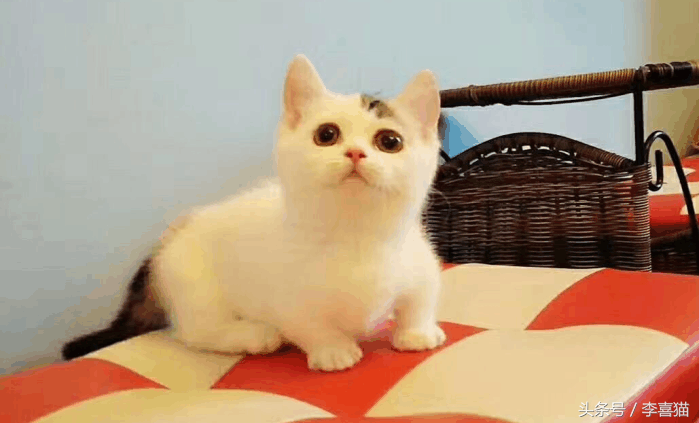 小猫多久断奶(橘猫多久能断奶)-第1张图片