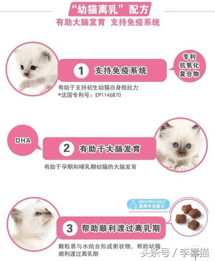 小猫多久断奶(橘猫多久能断奶)-第3张图片