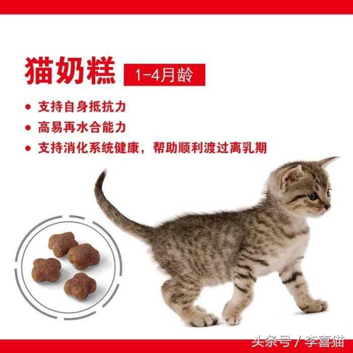 小猫多久断奶(橘猫多久能断奶)-第2张图片