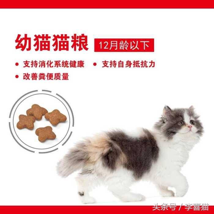 小猫多久断奶(橘猫多久能断奶)-第7张图片