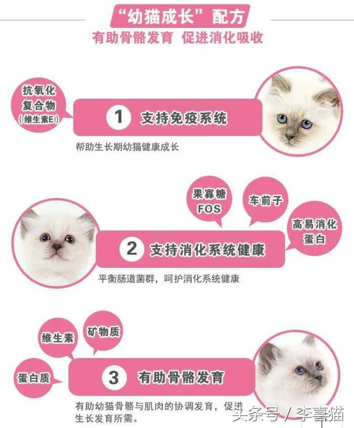 小猫多久断奶(橘猫多久能断奶)-第8张图片