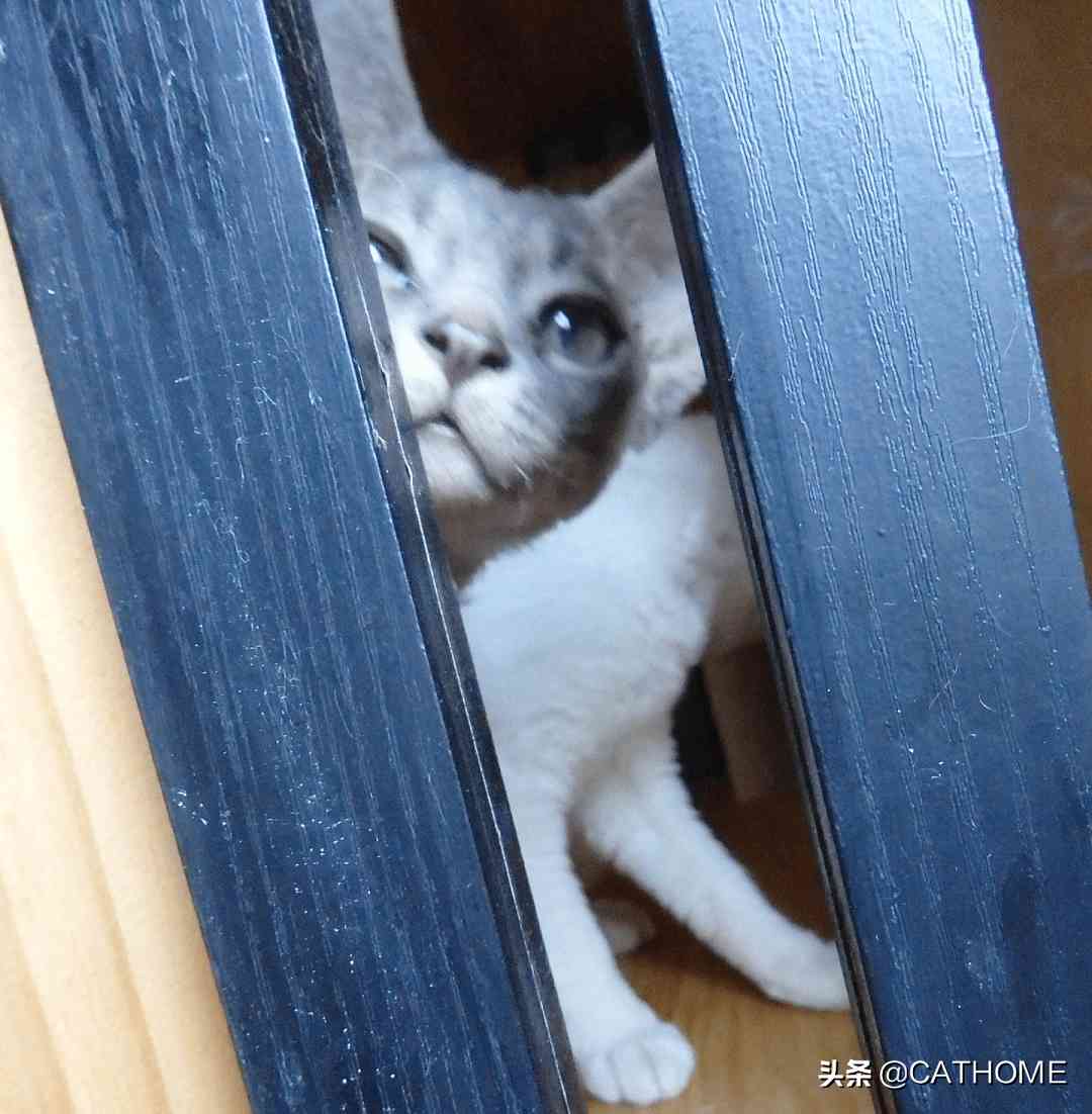 公猫绝育后多久恢复(公猫做了绝育要照看几天)-第1张图片 公猫绝育后多久恢复(公猫做了绝育要照看几天)-第1张图片