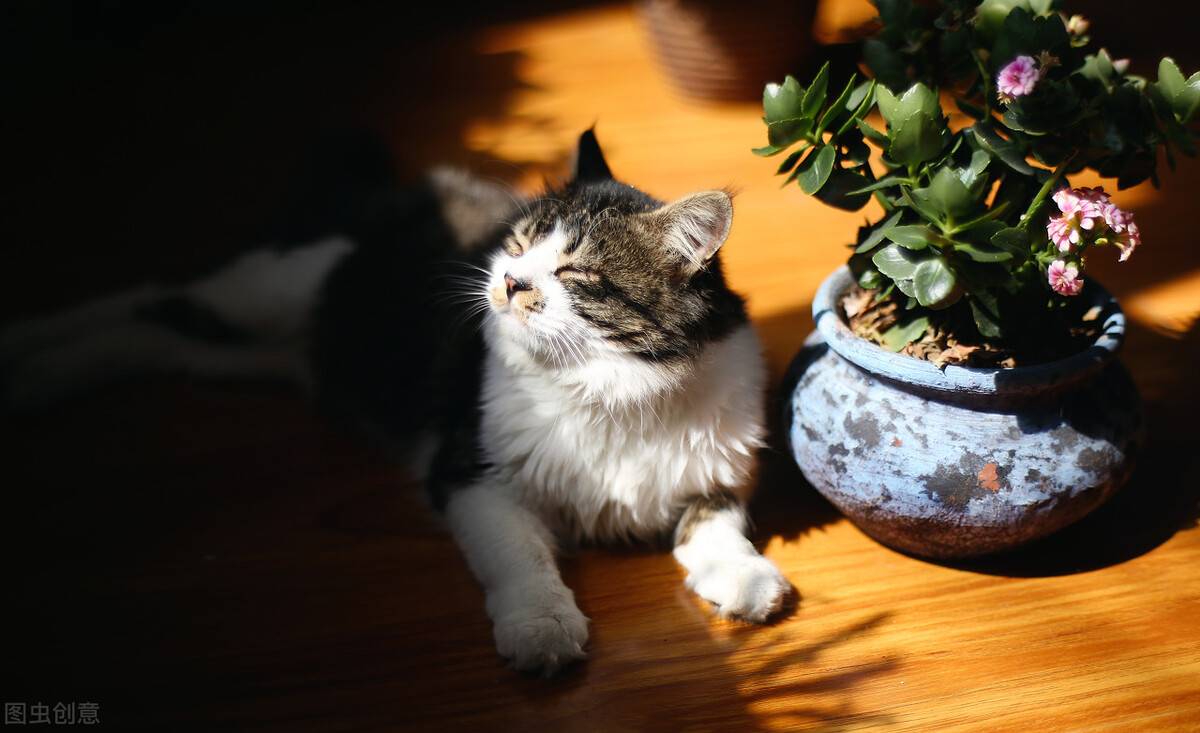 猫咪驱虫多久一次(猫用驱虫药排行榜前10名)-第1张图片 猫咪驱虫多久一次(猫用驱虫药排行榜前10名)-第1张图片