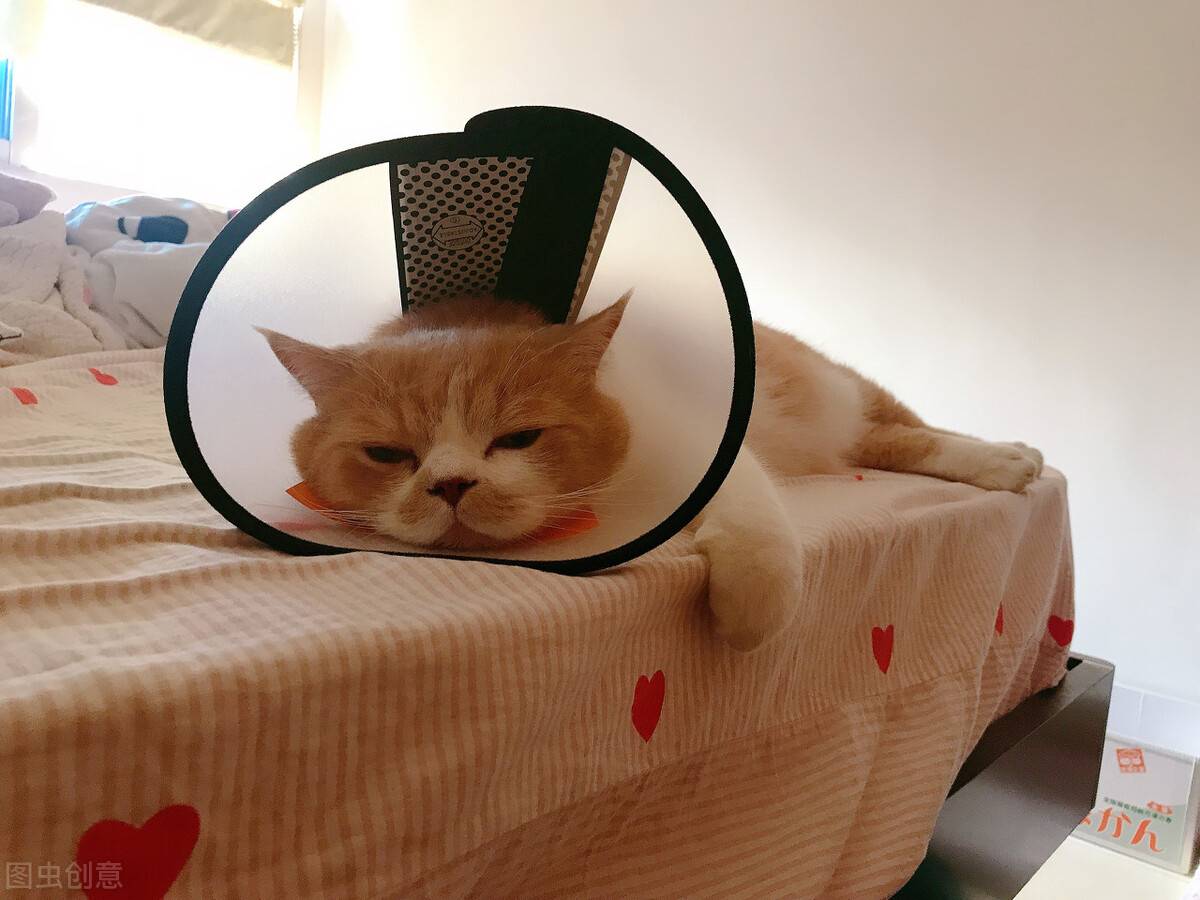 猫咪驱虫多久一次(猫用驱虫药排行榜前10名)-第2张图片 猫咪驱虫多久一次(猫用驱虫药排行榜前10名)-第2张图片