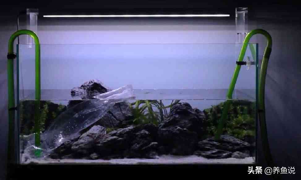 硝化细菌多久放一次(放入硝化细菌后水没变化)-第2张图片 硝化细菌多久放一次(放入硝化细菌后水没变化)-第2张图片