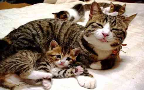 猫咪营养膏多久吃一次(幼猫营养膏什么牌子好)-第3张图片 猫咪营养膏多久吃一次(幼猫营养膏什么牌子好)-第3张图片