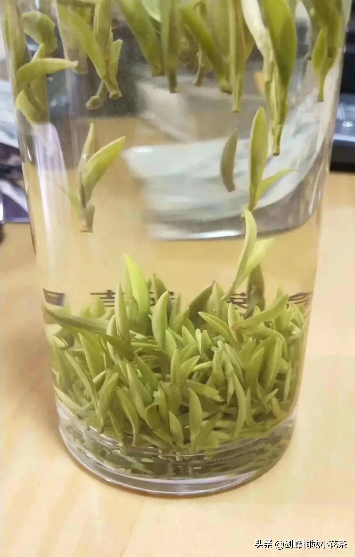 绿茶泡多久(绿茶可以一直泡在杯子里吗)-第4张图片 绿茶泡多久(绿茶可以一直泡在杯子里吗)-第4张图片