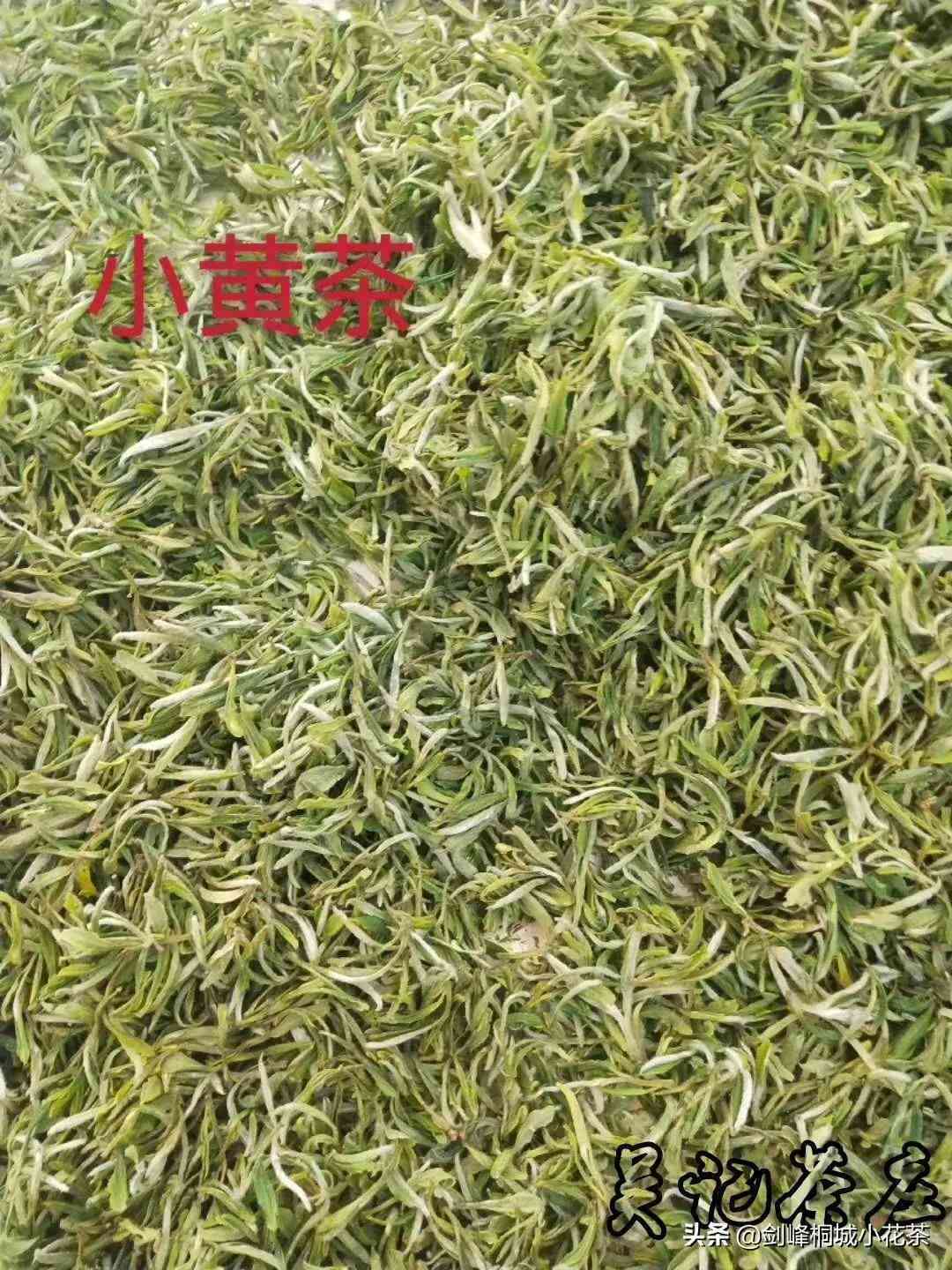 绿茶泡多久(绿茶可以一直泡在杯子里吗)-第9张图片 绿茶泡多久(绿茶可以一直泡在杯子里吗)-第9张图片