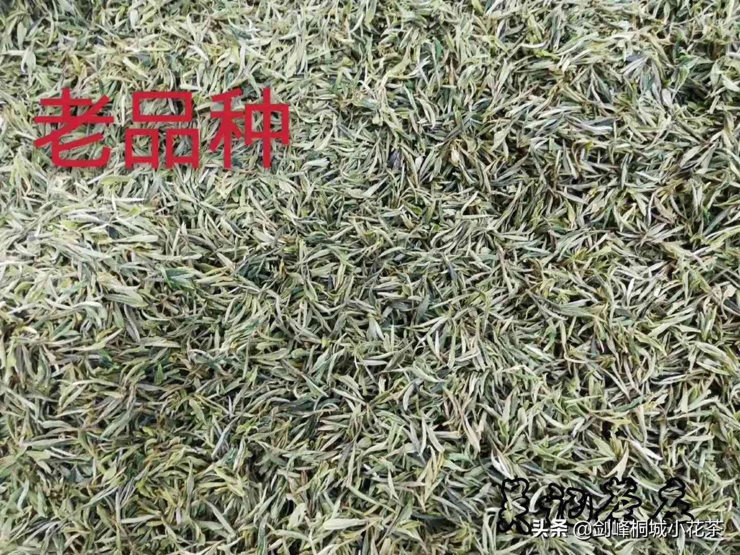 绿茶泡多久(绿茶可以一直泡在杯子里吗)-第8张图片 绿茶泡多久(绿茶可以一直泡在杯子里吗)-第8张图片
