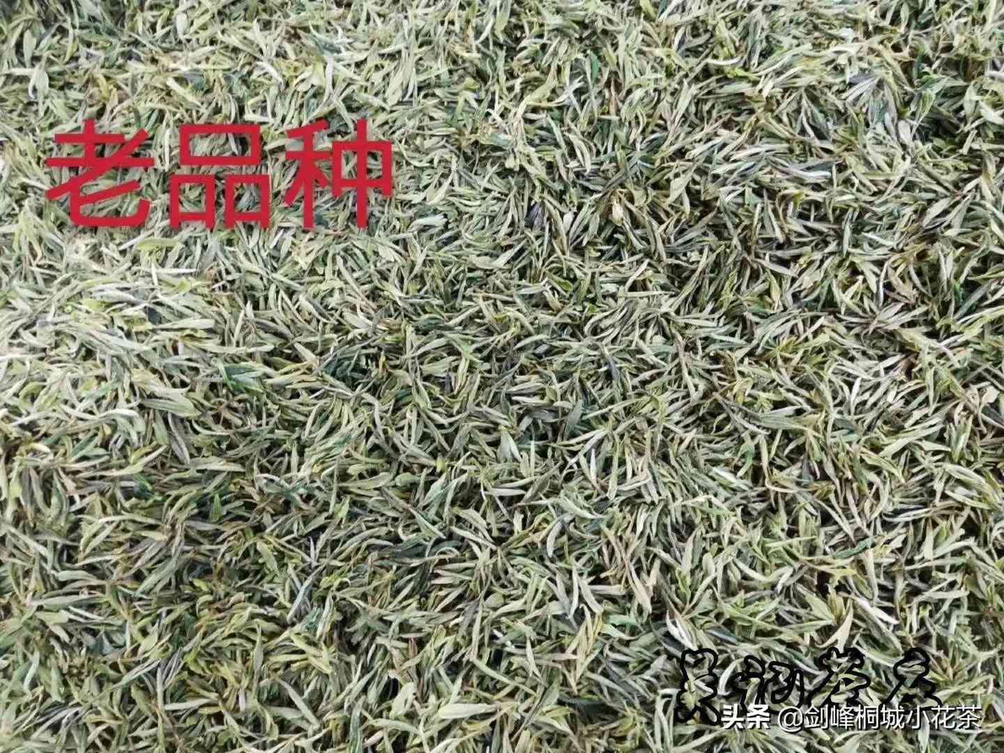 绿茶泡多久(绿茶可以一直泡在杯子里吗)-第8张图片