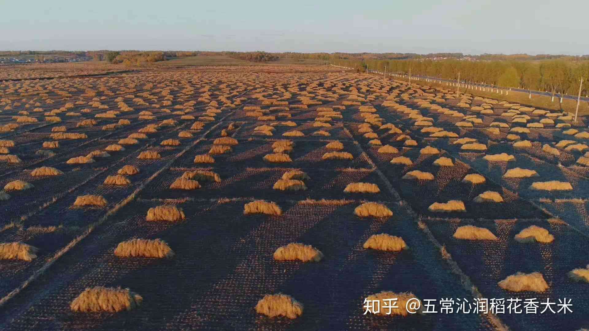 大米保质期一般是多久(大米保质期长好还是短好)-第3张图片 大米保质期一般是多久(大米保质期长好还是短好)-第3张图片