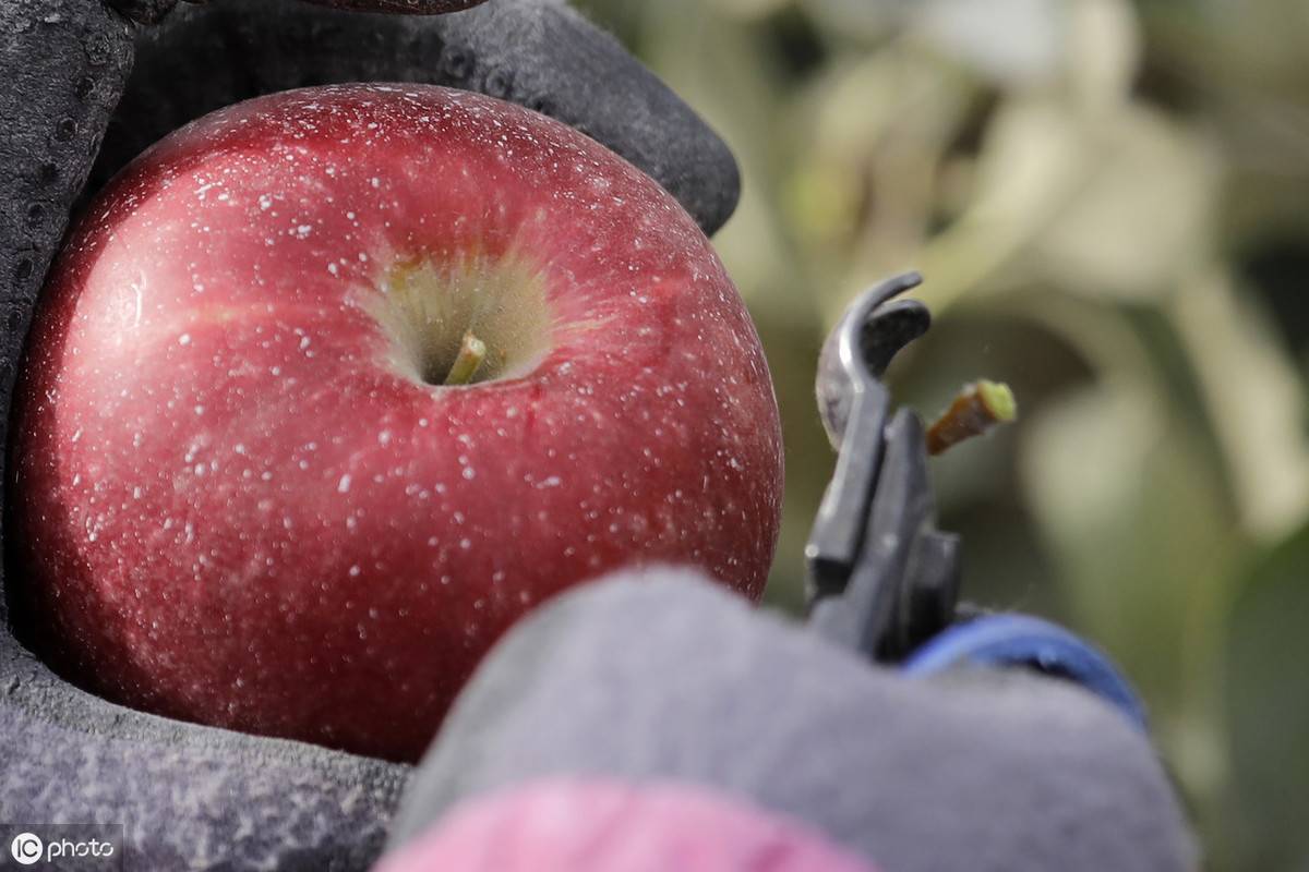苹果能放多久(储藏了一年的苹果还能吃吗)-第7张图片