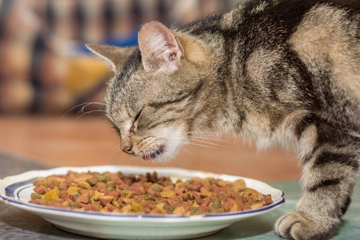 小猫多久可以离开母猫(母猫什么情况下会扔了小猫)-第2张图片 小猫多久可以离开母猫(母猫什么情况下会扔了小猫)-第2张图片