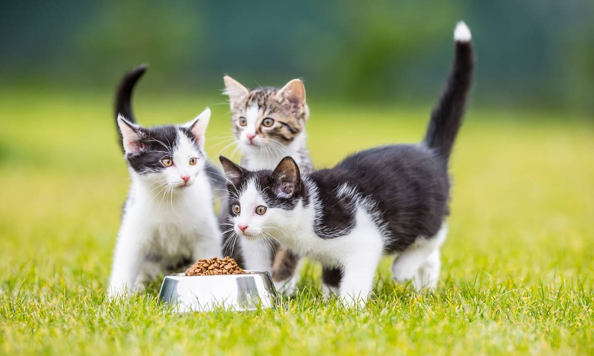 小猫多久可以离开母猫(母猫什么情况下会扔了小猫)-第4张图片 小猫多久可以离开母猫(母猫什么情况下会扔了小猫)-第4张图片