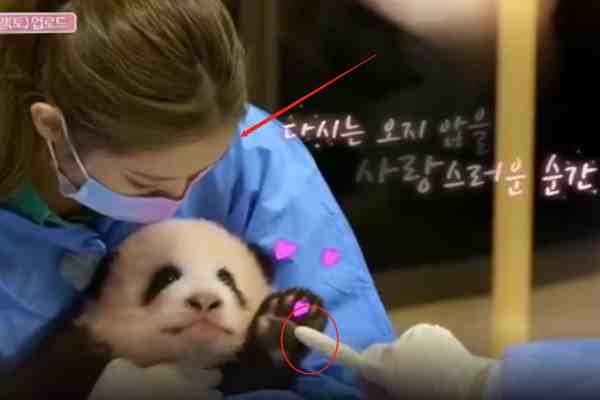 韩国艺人违规接触熊猫幼崽-脑残粉护主称怕熊猫抓伤爱豆-第3张图片