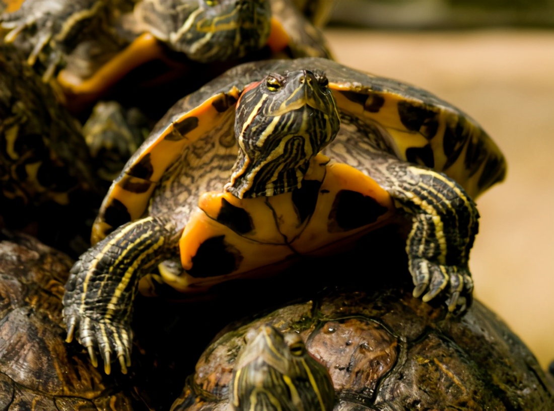 巴西红耳龟的简介（巴西红耳龟在我国属于入侵物种吗）-第5张图片