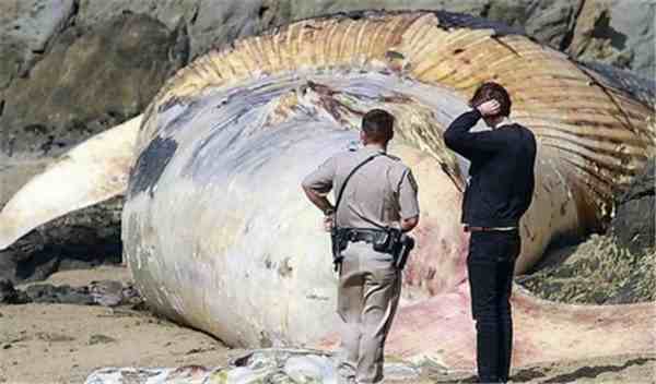 世界上最大的鱼（世界上最大的鱼是什么鱼）-第1张图片