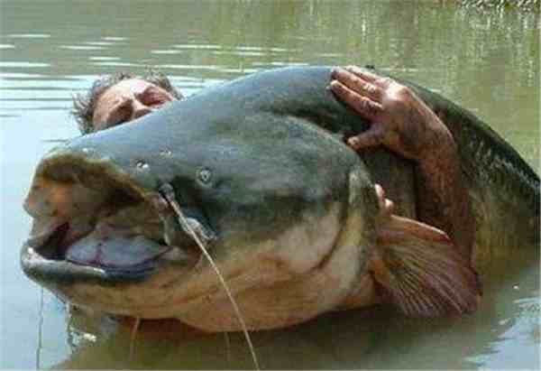 世界上最大的鱼（世界上最大的鱼是什么鱼）-第2张图片