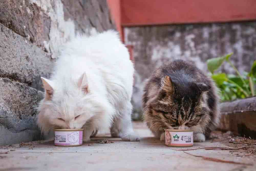 北大流浪猫因抓人被连贴12张告示-猫挠人咬人会不会得狂犬病-第3张图片