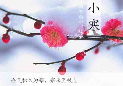 小寒有什么植物开花了-小寒会开什么花-第1张图片