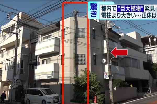 日本街头仙人掌长到3层楼高-最高的仙人掌多高-第1张图片