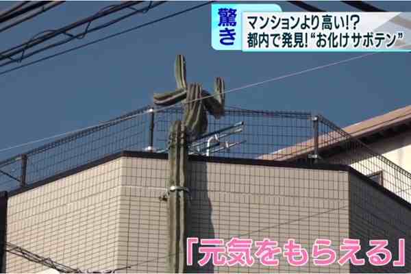 日本街头仙人掌长到3层楼高-最高的仙人掌多高-第2张图片