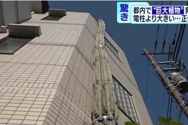 日本街头仙人掌长到3层楼高-最高的仙人掌多高-第3张图片