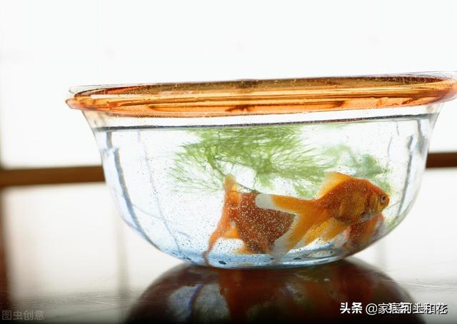 玻璃鱼缸里的鱼为什么容易死（家里鱼缸养鱼老死什么原因）-第6张图片