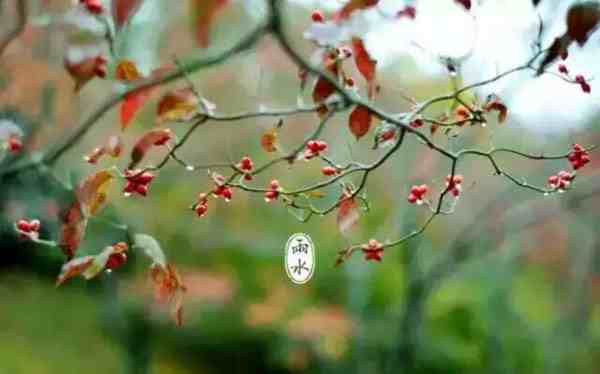 雨水节气有什么植物-雨水节气有什么动物-第2张图片