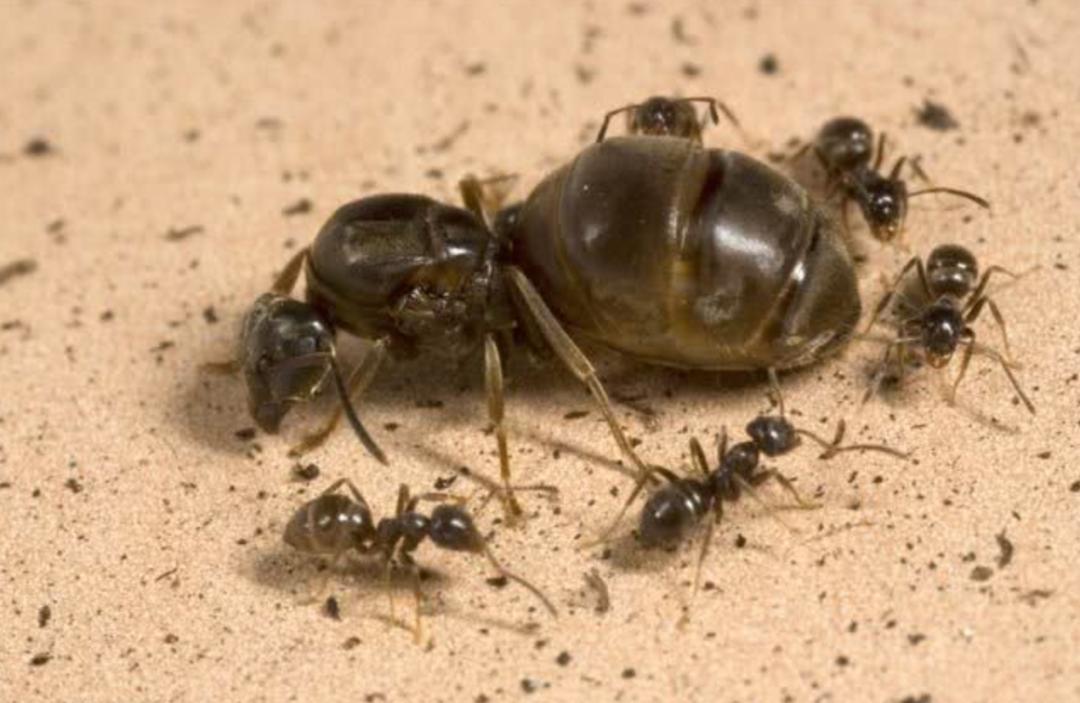 蚂蚁的外形特点和生活特征（蚂蚁长相习性和生活环境介绍）-第3张图片