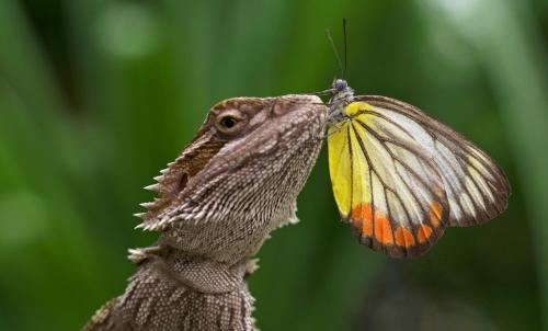 蝴蝶是昆虫吗（关于蝴蝶属于什么科目动物的知识介绍）-第11张图片