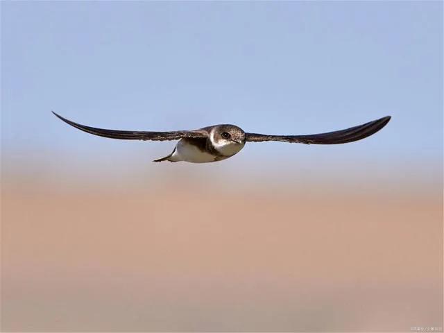 燕子什么时候飞回北方（小燕子一般几月份会飞到北方）-第6张图片