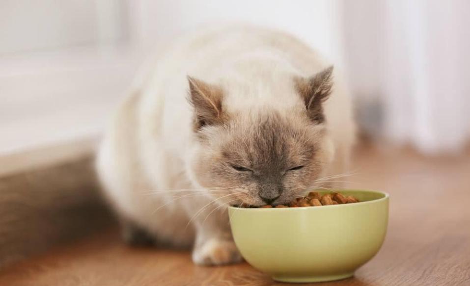 冻干拌猫粮对猫咪的危害（猫粮和冻干拌一起会不会有危害）-第1张图片